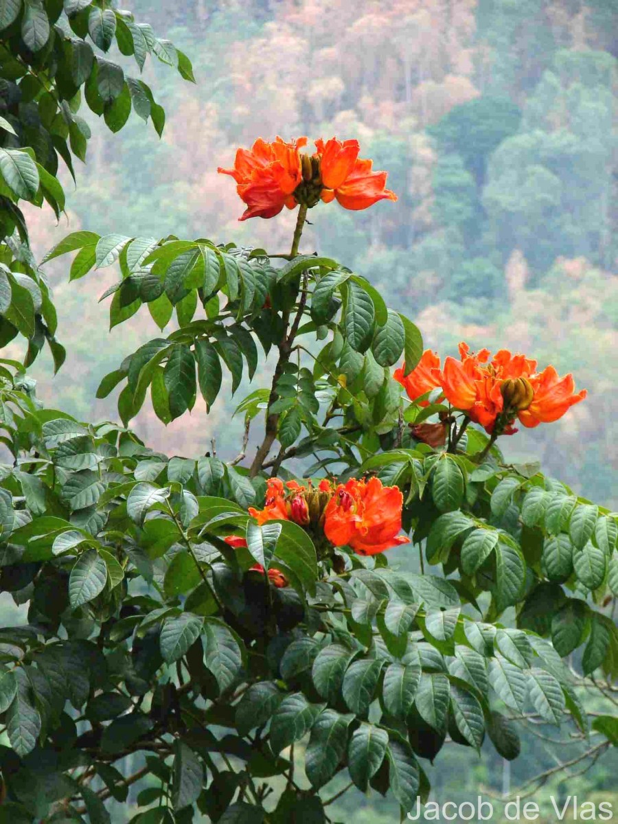 Spathodea campanulata P.Beauv.